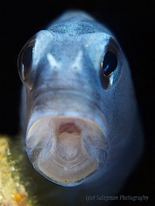 Say AHHH! :-0
Fringed Blenny by Iyad Suleyman 
